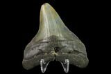 Fossil Megalodon Tooth - North Carolina #131603-1
